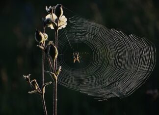 Jak należy kręcić kierownicą podczas cofania chce jechać w prawo?